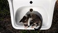 Tabby kitten is washing in a white sink, top view