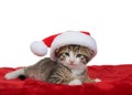 Tabby kitten wearing a tiny santa hat