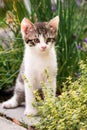 Tabby kitten with white chest and paws in behind thyme plant Royalty Free Stock Photo