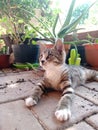 Tabby kitten with white marks resting outside by flower pots