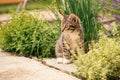 Tabby kitten with white paws on grey concrete tile