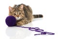 Tabby kitten with wool ball Royalty Free Stock Photo