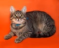 Tabby kitten with yellow eyes in blue collar lying on orange Royalty Free Stock Photo