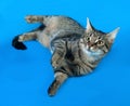 Tabby kitten with yellow eyes lying on blue Royalty Free Stock Photo