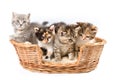 Tabby kittens