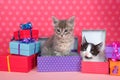 Tabby kittens in Birthday presents