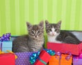 Tabby kittens in Birthday presents