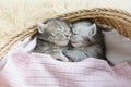 Tabby kittens sleeping and hugging in a basket Royalty Free Stock Photo