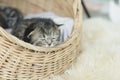 Tabby kittens sleeping and hugging in a basket Royalty Free Stock Photo