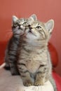 Tabby kittens Royalty Free Stock Photo