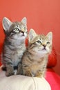 Tabby kittens Royalty Free Stock Photo