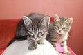 Tabby kittens Royalty Free Stock Photo