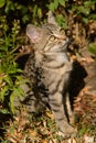 Tabby kitty cat sitting in the leaves out door Royalty Free Stock Photo