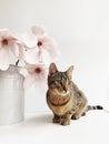 Tabby kitty and spring magnolia blossoms against white background Royalty Free Stock Photo