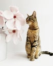 Tabby kitty and spring magnolia blossoms against white background Royalty Free Stock Photo