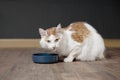 tabby longhair cat sit around the food bowl and wait ffor food.