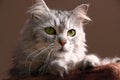 Tabby Maine Coon Cat Royalty Free Stock Photo