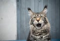 tabby maine coon cat meowing making funny face Royalty Free Stock Photo