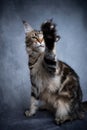 playing maine coon cat raising paw Royalty Free Stock Photo