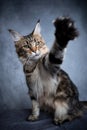 playing maine coon cat raising paw Royalty Free Stock Photo