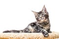 Tabby maine coon kitten lying on a scratching post isolated on white background Royalty Free Stock Photo