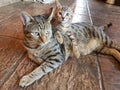 Tabby male cat with orange tabby female kitten