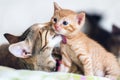 Tabby mother cat licking young kitten