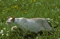 Tabby Point Siamese Domestic Cat Hunting