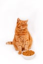 Tabby red british cat eating from a bowl on white background Royalty Free Stock Photo