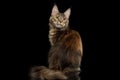 Huge Maine Coon Cat Isolated on Black Background Royalty Free Stock Photo