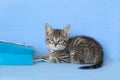 Tiny tabby kitten playing with a blue gift bag Royalty Free Stock Photo