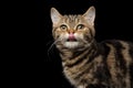 Tabby Scottish Kitten on Isolated black background