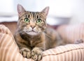 A tabby shorthair cat with green eyes lying in a pet bed