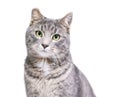 A tabby shorthair cat with its ear tipped