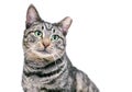 A tabby shorthair cat with its ear tipped