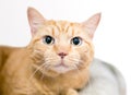 A tabby shorthair cat with large dilated pupils