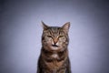 tabby shorthair cat looking at camera angry on gray background