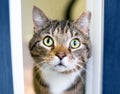 A tabby shorthair cat with one ear tipped