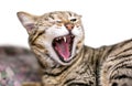 A tabby shorthair cat yawning
