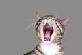 A tabby shorthair cat yawning