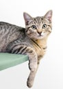 A tabby shorthair kitten in a relaxed pose