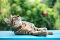 Close-up of a tabby sleep on a blue cement floor and looking above Royalty Free Stock Photo