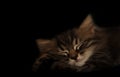 Tabby small kitten sleeps close-up. close-up of muzzle cat`s. striped cute kitty sleeping in the dark. dark background Royalty Free Stock Photo