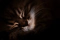 Tabby small kitten sleeps close-up. close-up of muzzle cat`s. striped cute kitty sleeping in the dark. dark background Royalty Free Stock Photo