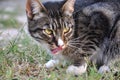 tabby smooth-haired cat, licking lips, looks to the side Royalty Free Stock Photo