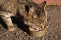 Tabby stray cat eats meat from a can Royalty Free Stock Photo