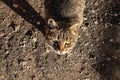 Tabby stray cat on the pavement close up