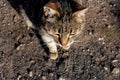 Tabby stray cat on the pavement close up Royalty Free Stock Photo