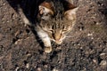 Tabby stray cat on the pavement close up