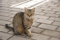 Tabby street cat